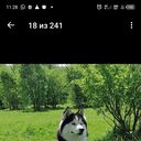 ���������� �����������, ���� ������� ������, 39 ���, ������������ ��� ������, ����� � ���������