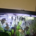 ���������� �����, ���� ������� ������, 53 ����, ������������ ��� ������, ����� � ���������, c�������� ���������