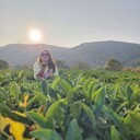 ���������� ������, ���� ������� OLLI ���, 33 ����, ������������ ��� c�������� ���������, ���������