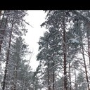 ���������� �����-���������, ���� ������� ���������, 38 ���, ������������ ��� ������, ����� � ���������, c�������� ���������