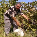  ,   Galust, 69 ,   