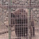 ���������� ��������, ���� ������� ���������, 43 ����, ������������ ��� ������, ����� � ���������, c�������� ���������