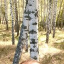 ���������� �����, ���� ������� ����, 38 ���, ������������ ��� ������, ����� � ���������, c�������� ���������