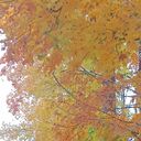 ���������� �����-���������, ���� ������� ���������, 65 ���, ������������ ��� ������, ����� � ���������, c�������� ���������