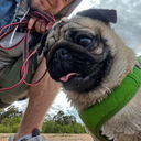 ���������� �����-���������, ���� ������� �������, 31 ���, ������������ ��� ������, ����� � ���������