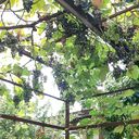 ���������� ���������� �����, ���� ������� ����, 41 ���, ������������ ��� ������, ����� � ���������, c�������� ���������, ���������