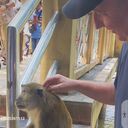 ���������� ������, ���� ������� ������, 52 ����, ������������ ��� ������, ����� � ���������, c�������� ���������