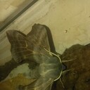 ���������� ����������, ���� ������� �����, 38 ���, ������������ ��� ������, ����� � ���������, c�������� ���������