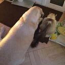 ���������� �������, ���� ������� ������, 43 ����, ������������ ��� ������, ����� � ���������