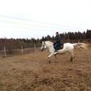 ���������� ����������, ���� ������� TelegTresLex, 33 ����, ������������ ��� ������, ����� � ���������, c�������� ���������, ���������