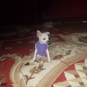 ���������� ��������, ���� ������� �����, 44 ����, ������������ 