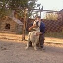 ���������� ���������, ���� ������� �������, 46 ���, ������������ ��� ����� � ���������, c�������� ���������