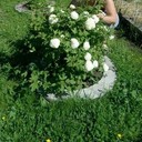 ���������� �����-���������, ���� ������� ���, 50 ���, ������������ ��� ����� � ���������, c�������� ���������