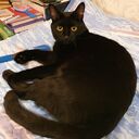 ���������� ��������, ���� ������� ���������, 35 ���, ������������ ��� ����� � ���������, c�������� ���������