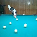 ���������� ����, ���� ������� Perviz, 40 ���, ������������ ��� ������