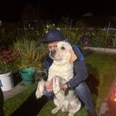 ���������� �����������, ���� ������� ������, 38 ���, ������������ ��� ������, ����� � ���������