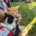 ���������� ������, ���� ������� ���, 51 ���, ������������ ��� ������, ����� � ���������