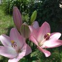 ���������� ������, ���� ������� ����, 44 ����, ������������ ��� ������, ����� � ���������