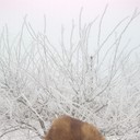  ,   Petruha, 33 ,   ,   , c 