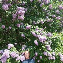  ,   , 43 ,   ,   , c , 