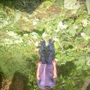 ���������� ������-��-����, ���� ������� ������, 40 ���, ������������ ��� ������, ����� � ���������