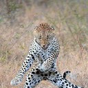 ���������� ������, ���� ������� ���, 41 ���, ������������ ��� ������, ����� � ���������, c�������� ���������