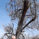 ���������� ������������, ���� ������� �������, 55 ���, ������������ ��� ������, ����� � ���������, c�������� ���������