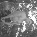 ���������� ������, ���� ������� ������, 36 ���, ������������ ��� ������