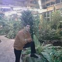 ���������� �������, ���� ������� GOP, 38 ���, ������������ ��� ������, ����� � ���������, c�������� ���������