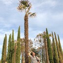 ���������� ���������, ���� ������� ������, 55 ���, ������������ 