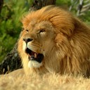 ���������� ������ ��������, ���� ������� ����, 41 ���, ������������ ��� ������, ����� � ���������, c�������� ���������