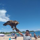 ���������� ������, ���� ������� ������, 37 ���, ������������ 