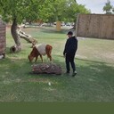 ���������� �������, ���� ������� ���������, 38 ���, ������������ ��� ����� � ���������, c�������� ���������, ���������