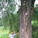 ���������� ������ ��������, ���� ������� �����, 37 ���, ������������ ��� ������, ���������