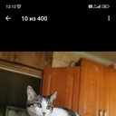 ���������� ��������, ���� ������� �����, 39 ���, ������������ ��� ������, ����� � ���������, ���������