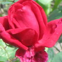  ,   Vova, 61 ,   