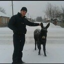 ���������� �����������-��-�����, ���� ������� ����, 38 ���, ������������ ��� c�������� ���������