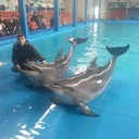 ���������� �������, ���� ������� Costea, 30 ���, ������������ ��� ������, ����� � ���������, c�������� ���������