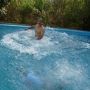  ,   Faridun, 43 ,   ,   , c 