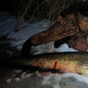 ���������� �����-���������, ���� ������� ������, 54 ����, ������������ 