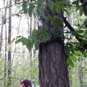 ���������� �����-���������, ���� ������� ������, 38 ���, ������������ ��� ������, ����� � ���������, c�������� ���������