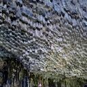 ���������� ������, ���� ������� Roman, 39 ���, ������������ ��� ������, ����� � ���������