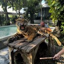 ���������� �������, ���� ������� ���������, 38 ���, ������������ ��� ������, ����� � ���������, c�������� ���������