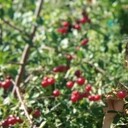 ���������� ������, ���� ������� Konstantin, 42 ����, ������������ ��� c�������� ���������, ���������