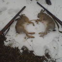 ���������� �������, ���� ������� Kaxeti555, 37 ���, ������������ ��� ������