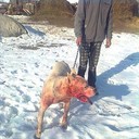 ���������� ������������, ���� ������� ����, 37 ���, ������������ ��� ������, ����� � ���������, c�������� ���������