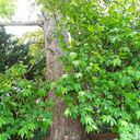 ���������� ������, ���� ������� ������, 36 ���, ������������ ��� ������, ����� � ���������, c�������� ���������, ���������