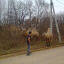 ���������� �����������, ���� ������� �������, 45 ���, ������������ ��� c�������� ���������, ���������