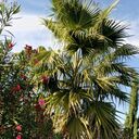 ���������� ����, ���� ������� ���������, 40 ���, ������������ 