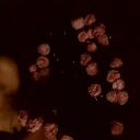 ���������� ����������, ���� ������� ���������, 25 ���, ������������ ��� ������, ����� � ���������